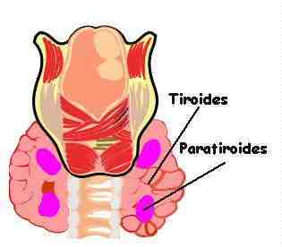 Localizacin en el cuello del Tiroides y el Paratiroides