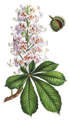 Castao de Indias (Aesculus hippocastanum)
