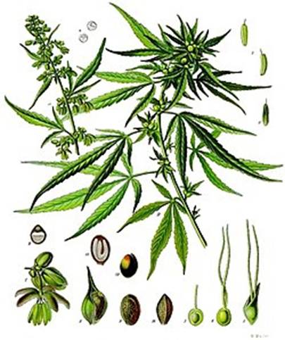 250px-Cannabis_sativa_-_Khlers_Medizinal-Pflanzen-026.jpg
