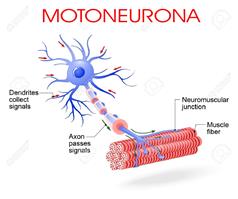 motoneurona.jpg