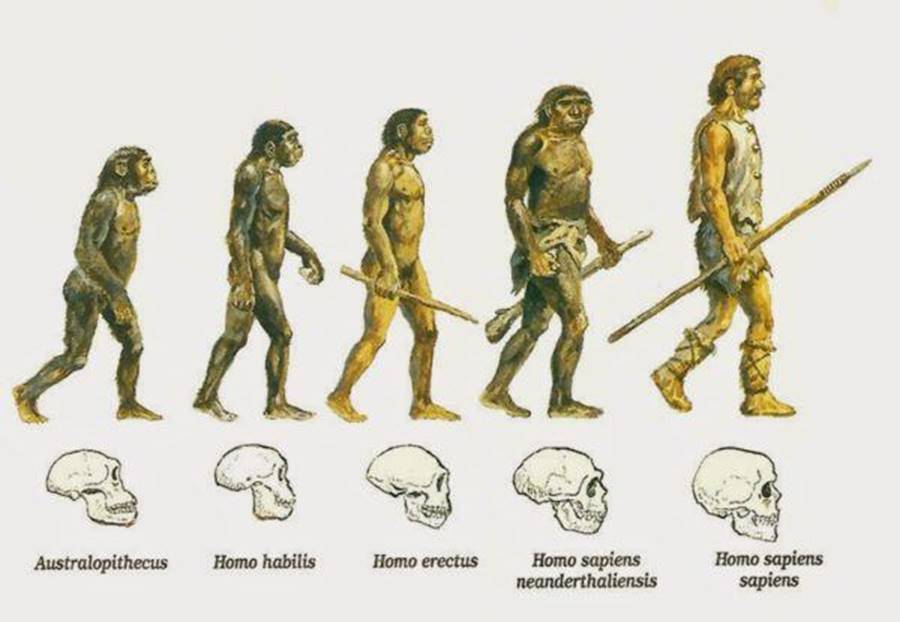 la-evolucion-humana-informacion-600x415.jpg