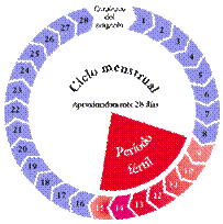 Ciclo menstrual y los dias frtiles 
