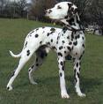 dalmata